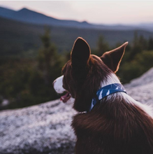 Stink-PROOF Collar