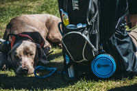 Collapsible Water Bowl | 5 inch
