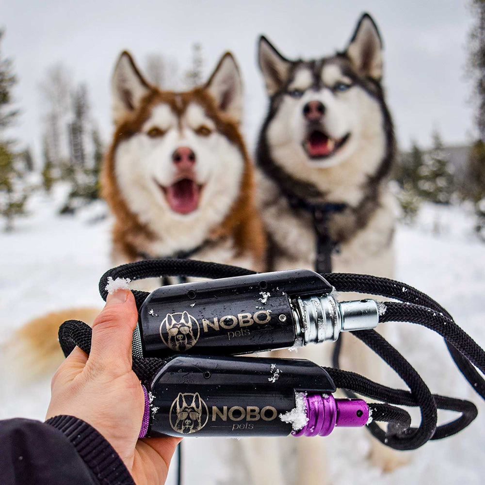Two Leashes in Snow