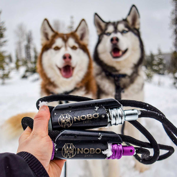 Two Leashes in Snow